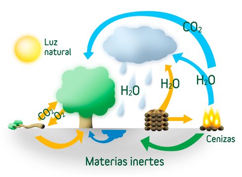 Explicación biomasa forestal