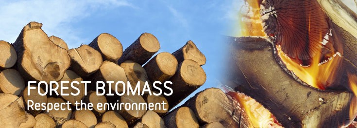 forest biomass
